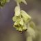 lískovníček, řízkování, květy, Corylopsis, péče