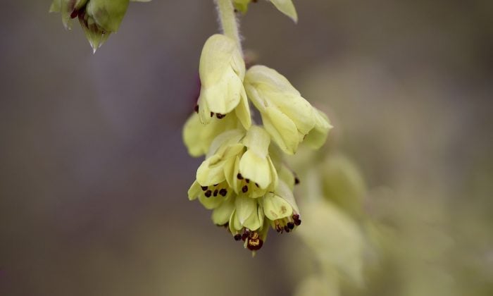 lískovníček, řízkování, květy, Corylopsis, péče