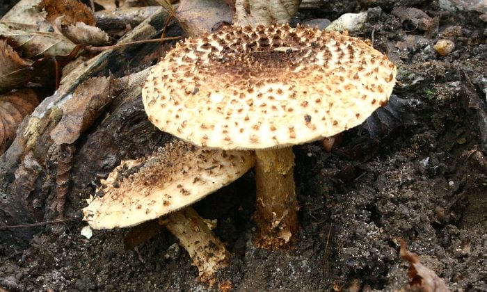 Bedla ostrošupinná