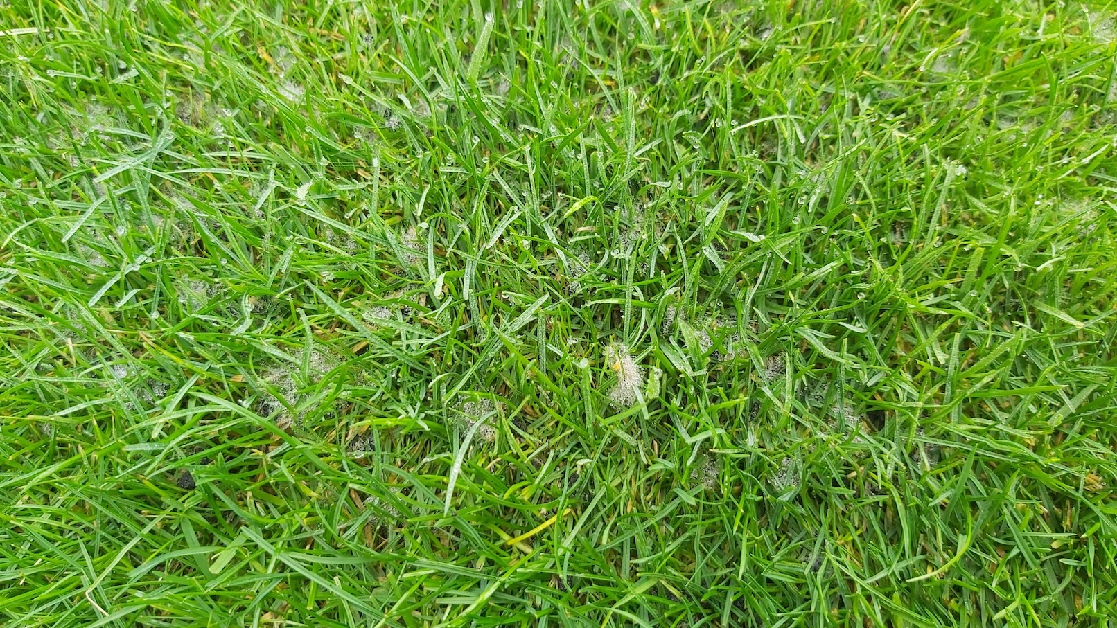 Fusarium