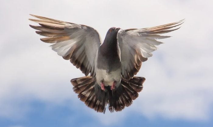 Pryč s holuby jednou provždy – šikovné