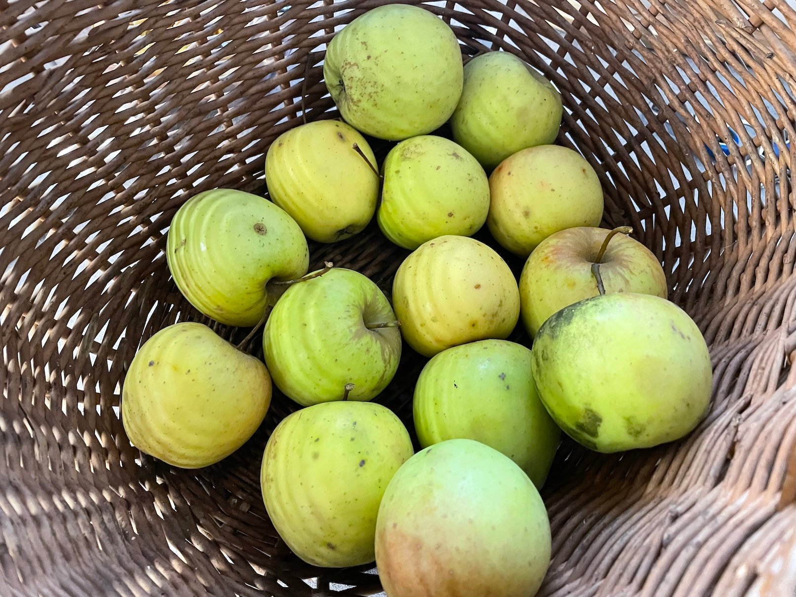 Jablka Golden Delicious