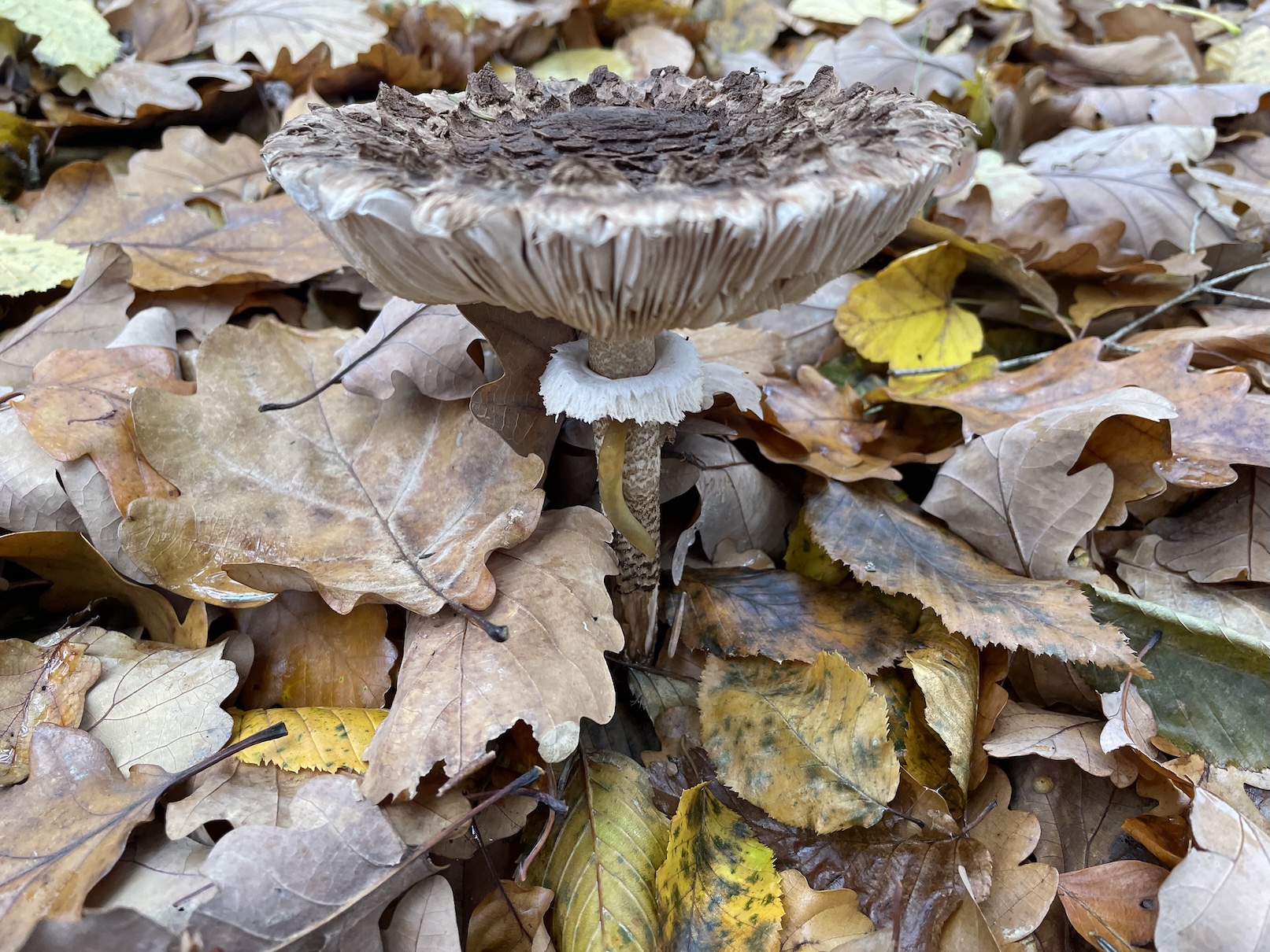 Starší plodnice bedly vysoké