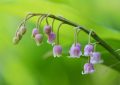 konvalinka, Convallaria majalis, pěstování, kultivary, oddenky
