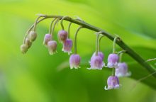 konvalinka, Convallaria majalis, pěstování, kultivary, oddenky
