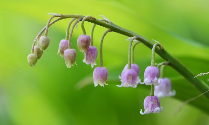 konvalinka, Convallaria majalis, pěstování, kultivary, oddenky