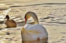 kachny, kukuřice, pšenice, luštěniny, mouční červi