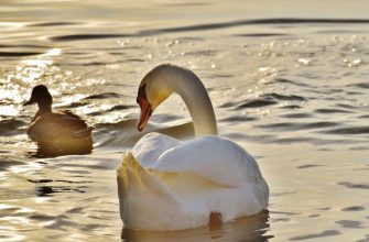 kachny, kukuřice, pšenice, luštěniny, mouční červi