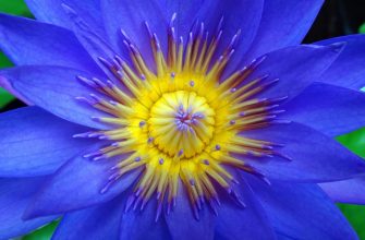 leknín, Nymphaea, dělení oddenků, kultivarová rozmanitost, přesazování