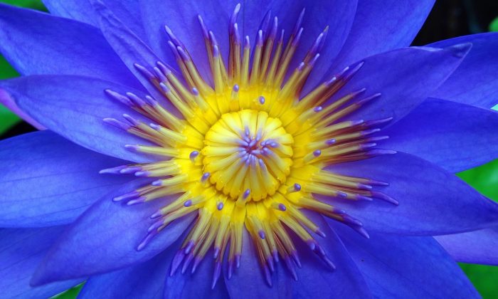 leknín, Nymphaea, dělení oddenků, kultivarová rozmanitost, přesazování