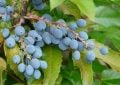mahonia, Mahonia aquifolium, modré plody, řízkování, dekorativní keř