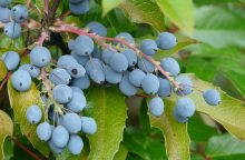mahonia, Mahonia aquifolium, modré plody, řízkování, dekorativní keř