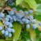 mahonia, Mahonia aquifolium, modré plody, řízkování, dekorativní keř