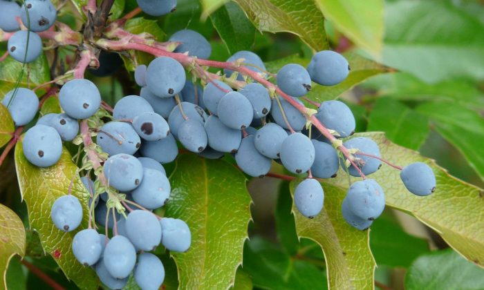 mahonia, Mahonia aquifolium, modré plody, řízkování, dekorativní keř