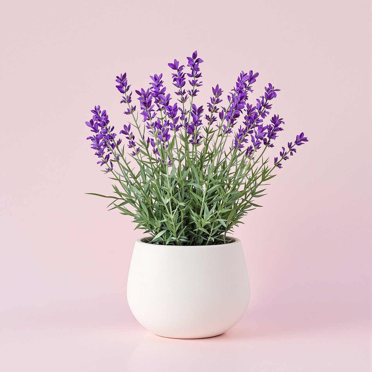 Levandule v květináči