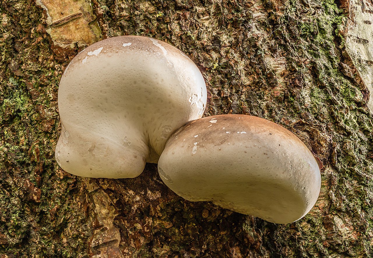 Kvalitní plodnice březovníku