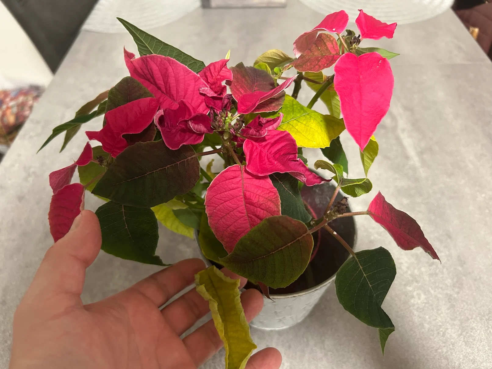 Vánoční hvězda s opadanými listy