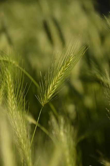 Na veterině jsme nechali tisíce. Může 