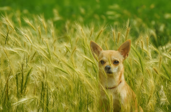 Ječmen myší, ječmen, plevel, zvířata, veterina