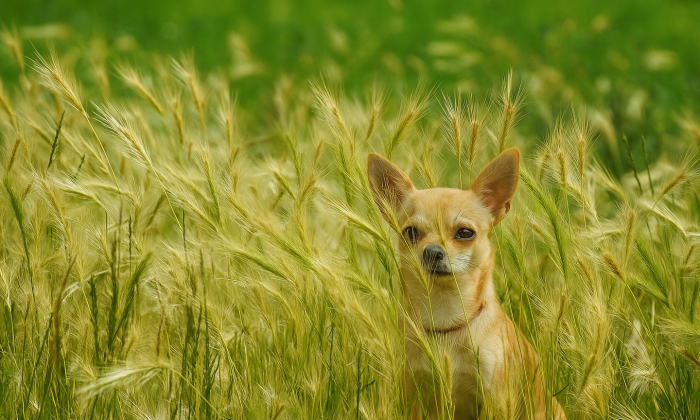 Ječmen myší, ječmen, plevel, zvířata, veterina
