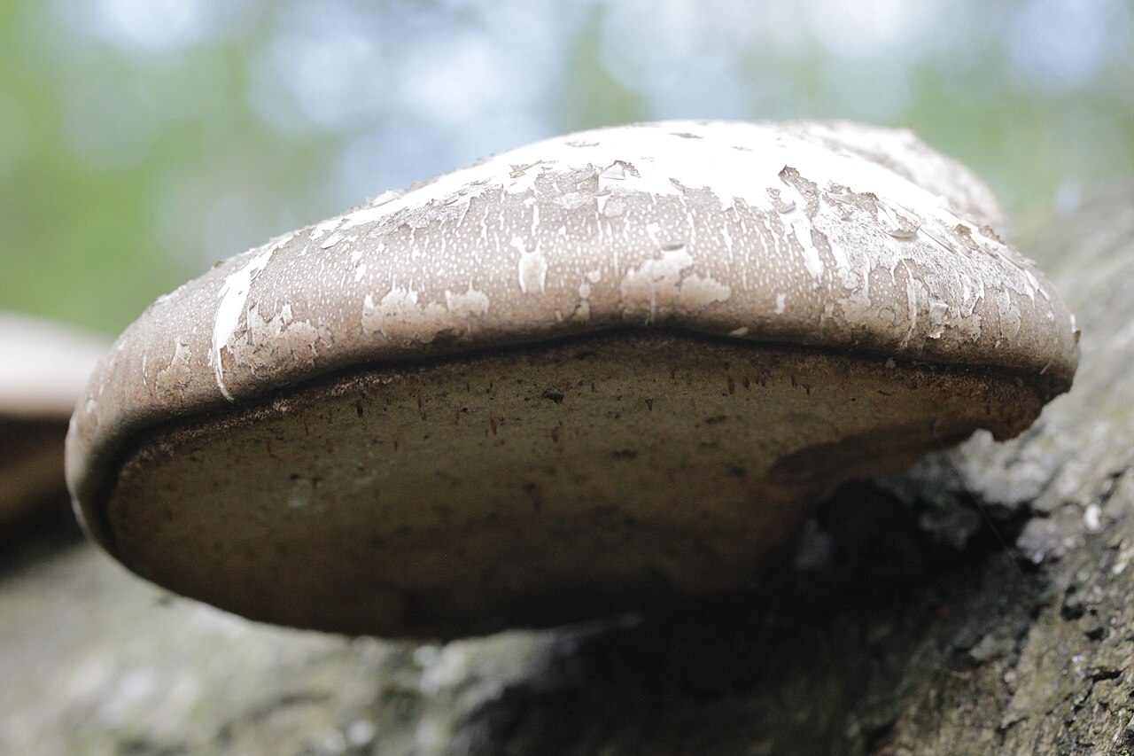 Stará plodnice březovníku