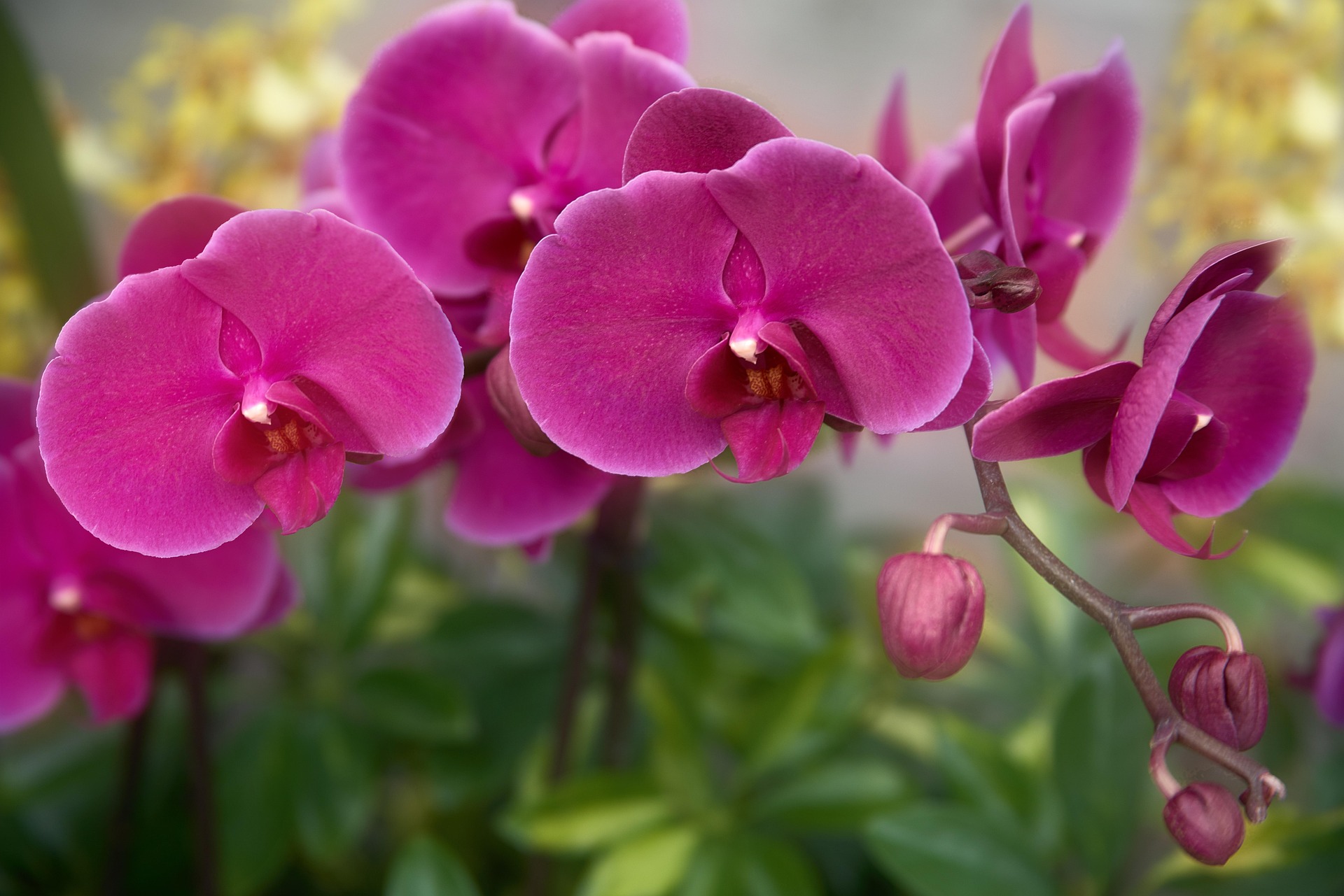 Orchideje