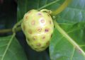 noni, Morinda citrifolia, rizika, játra, elektrolyty