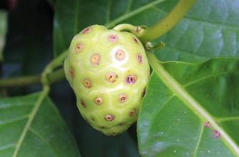 noni, Morinda citrifolia, rizika, játra, elektrolyty