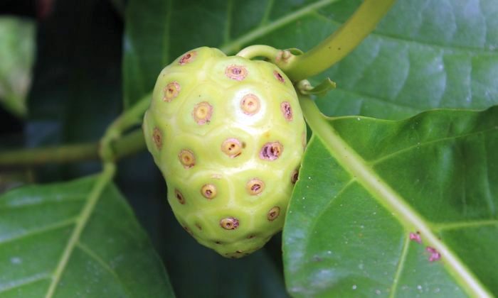 noni, Morinda citrifolia, rizika, játra, elektrolyty