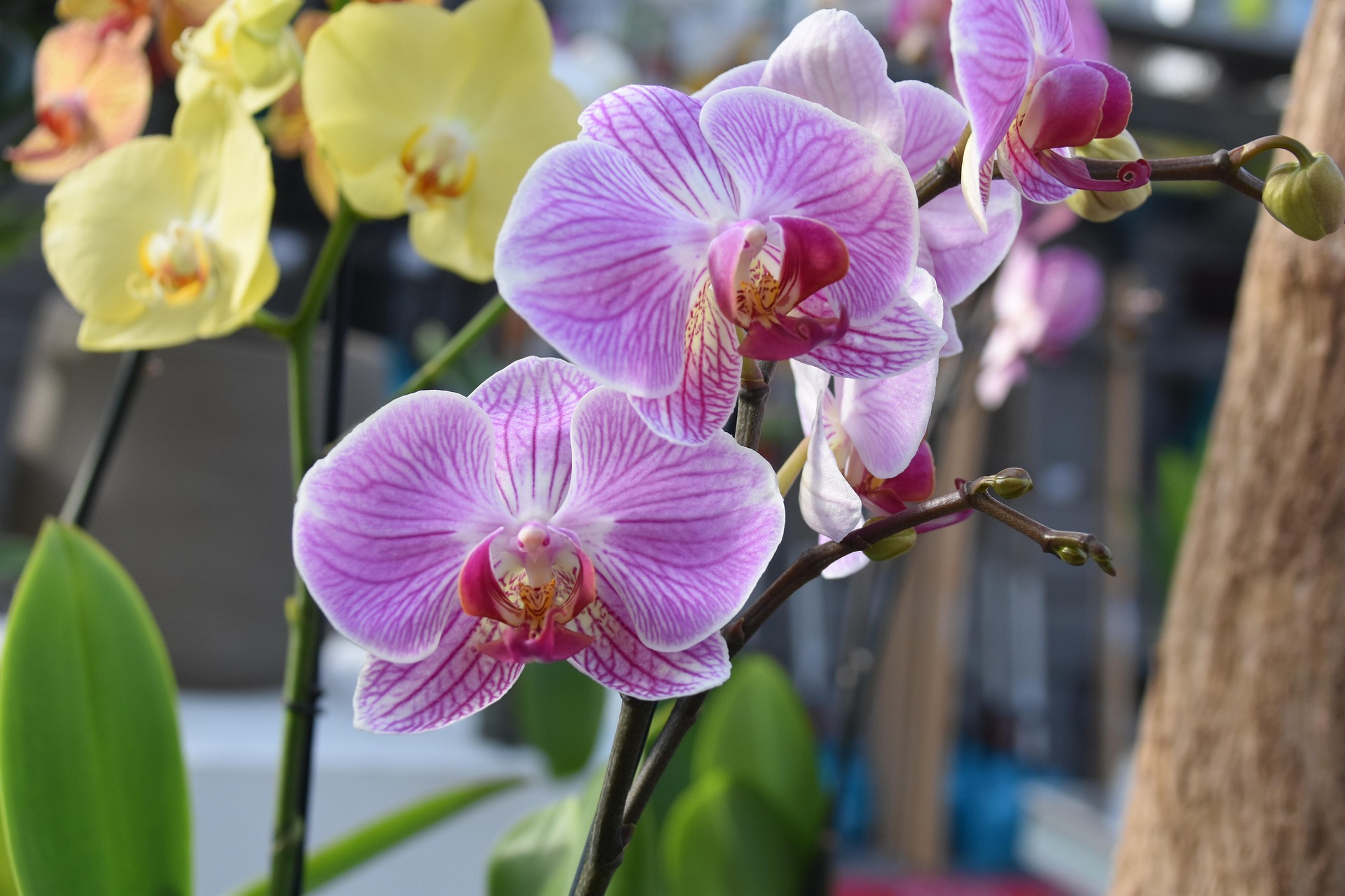 Orchideje