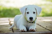 Pes, dárek, nákup, trik, tip, Vánoce