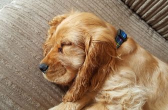 Zvíře, pes, příběh, zajímavost, týrání