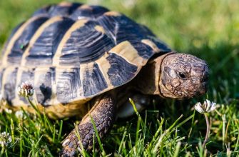 Želva, příběh, zvíře, trik, tip