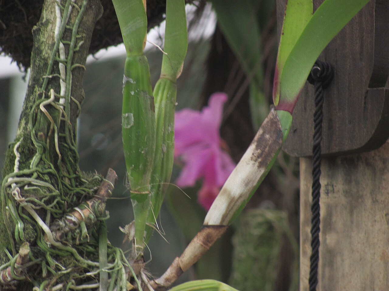 Zdravé kořeny orchideje