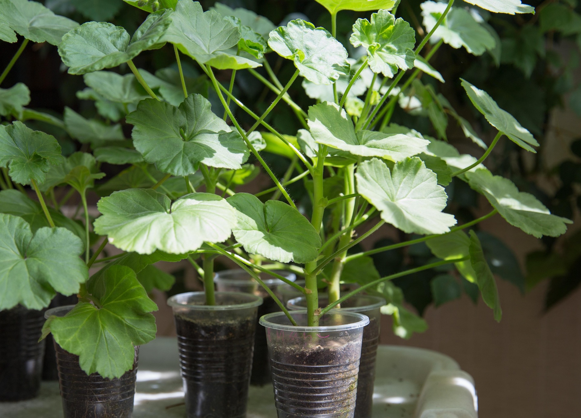 Nařízkované muškáty