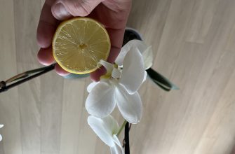 Orchidej a citron