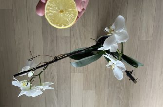 Orchidej a citron