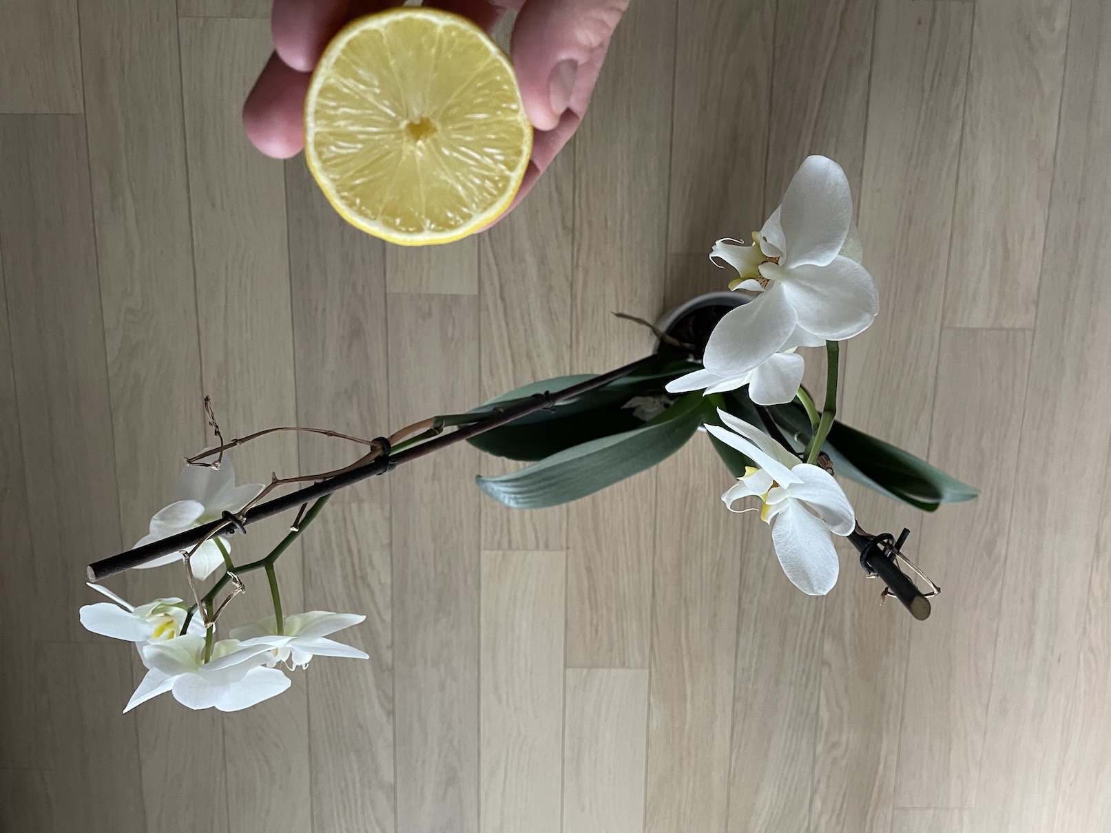 Orchidej a citron