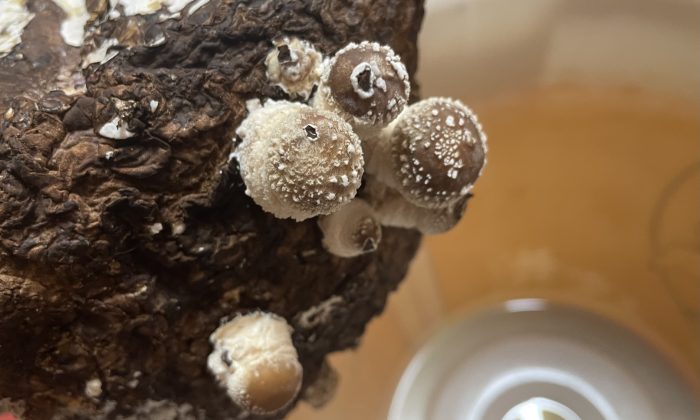 Houby shiitake