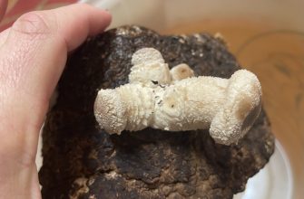 Nová sklizeň shiitake