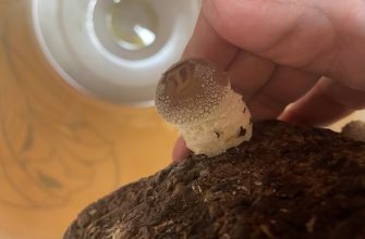 Nová sklizeň shiitake