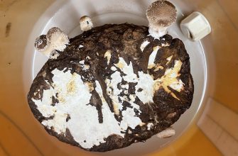 Nová sklizeň shiitake