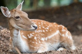 přátelství dítěte a zvířete, kolouch, záchrana zvířete, daněk evropský, Essex