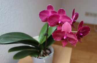 Orchidej