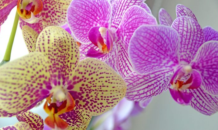 Orchideje