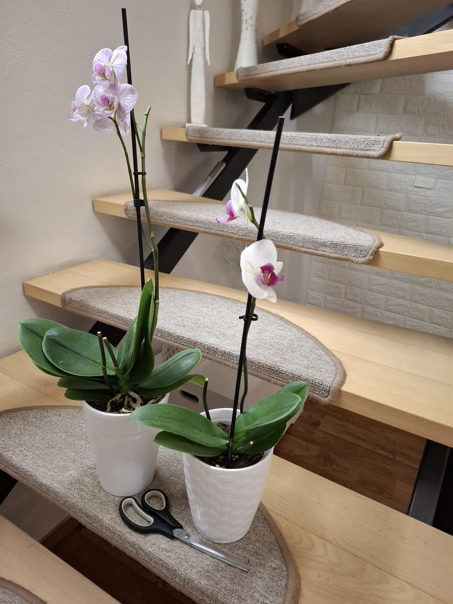 Stříhání orchidejí