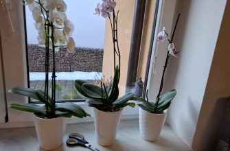 Stříhání orchidejí