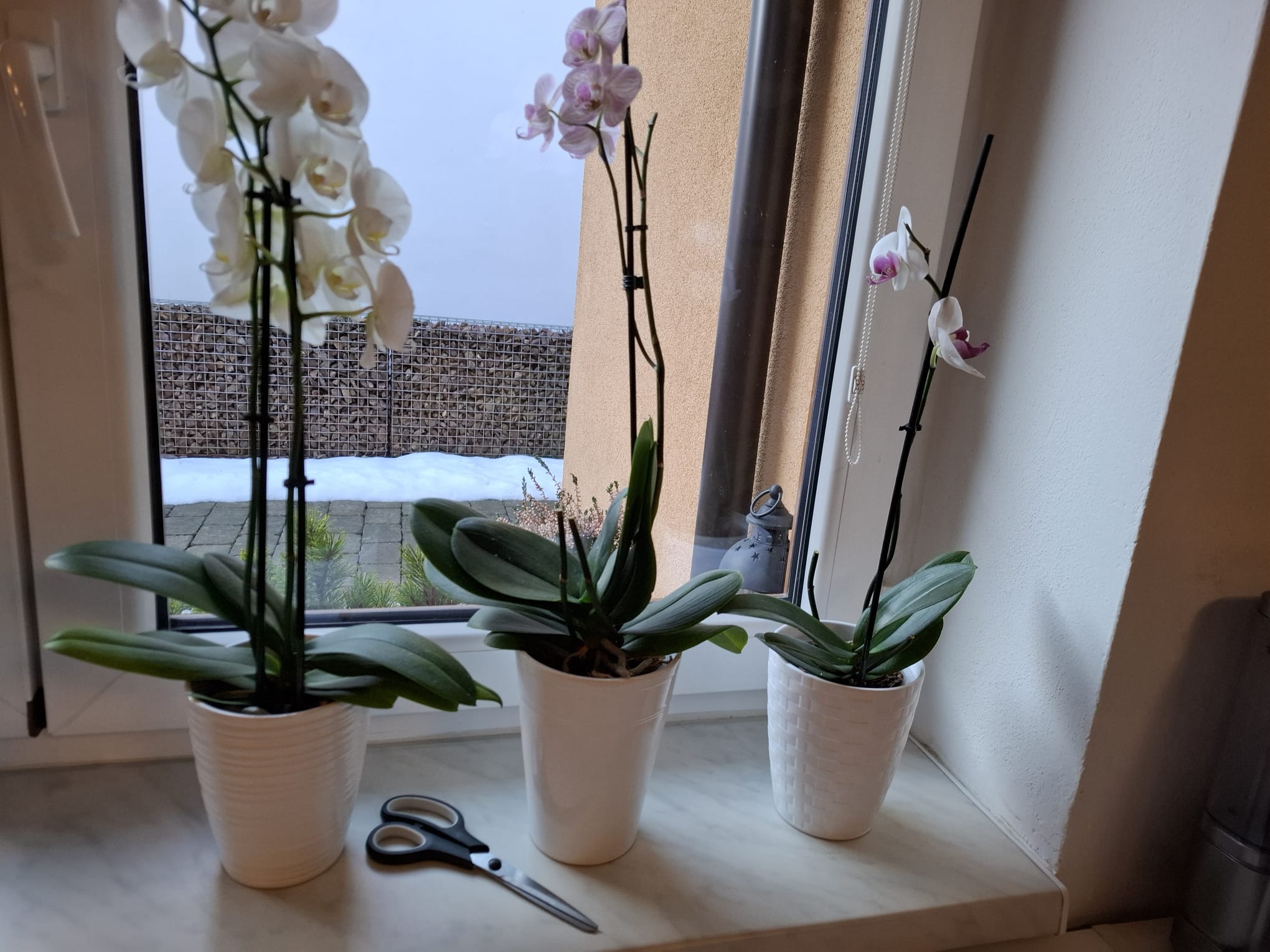 Stříhání orchidejí