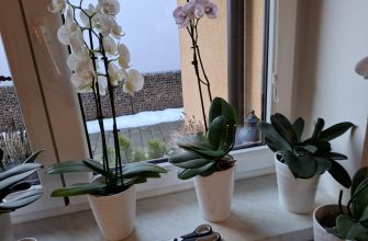 Stříhání orchidejí