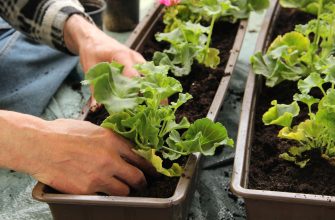 Přesazování muškátů